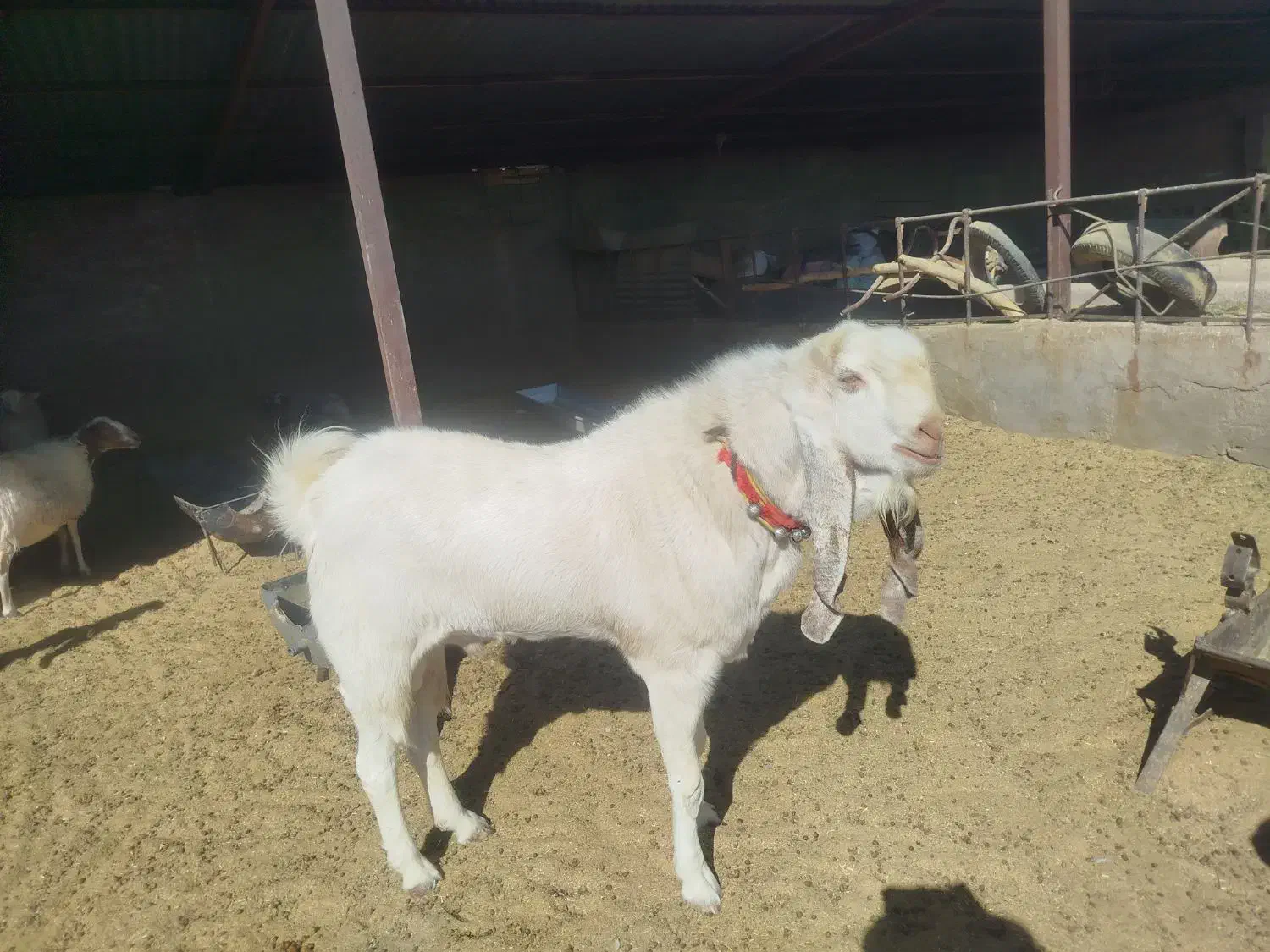 یک راس نری|حیوانات مزرعه|شهر بابک, |دیوار