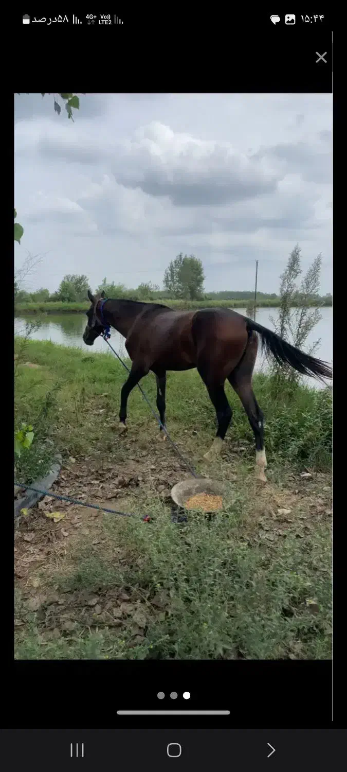 اسب ترکمن آخال تکه|اسب و تجهیزات اسب‌سواری|احمدسرگوراب, |دیوار