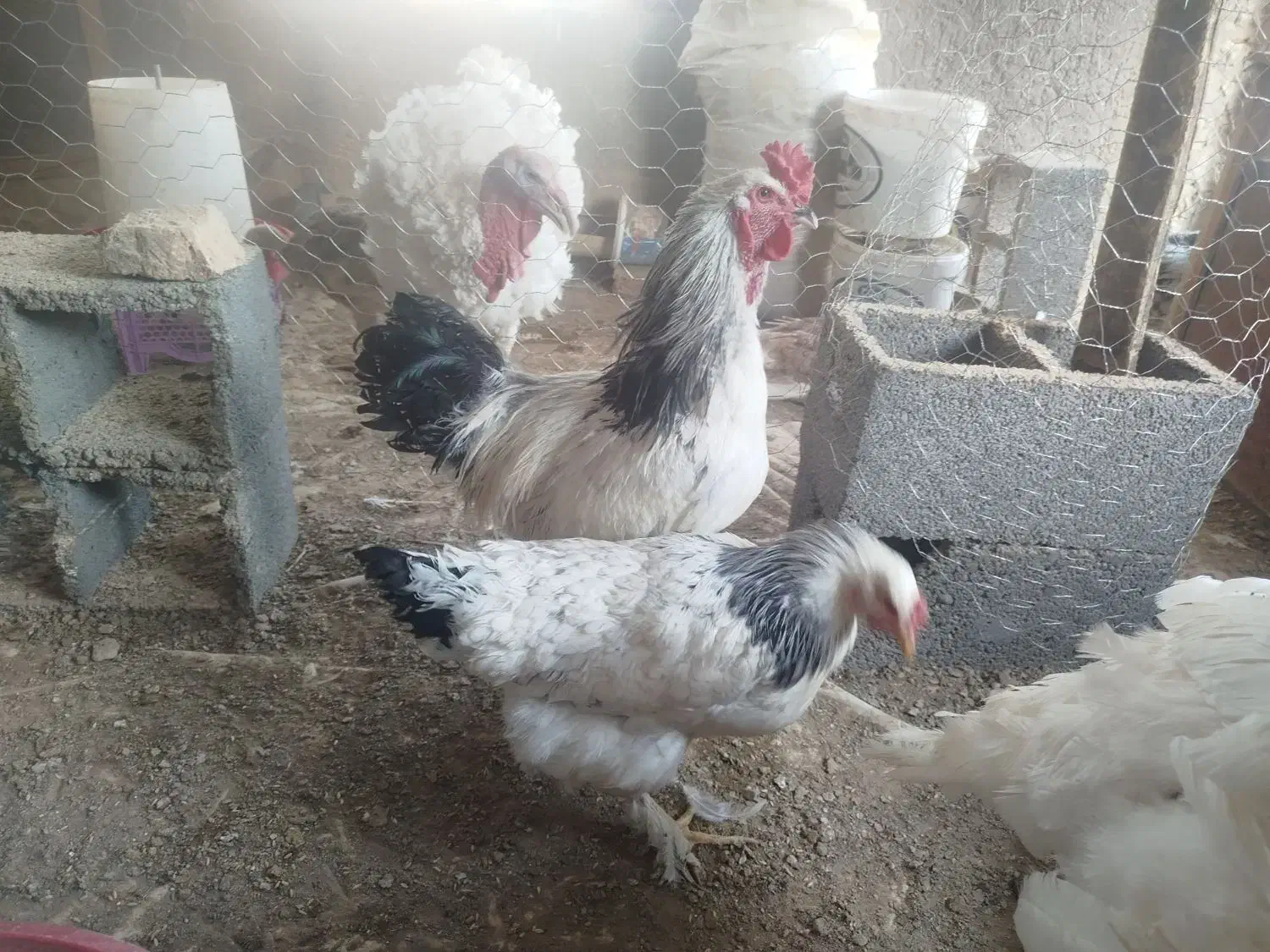 تخم  مرغ نطفه دار .خروس برهما .  ابخوری و دانخوری|حیوانات مزرعه|کرمانشاه, |دیوار