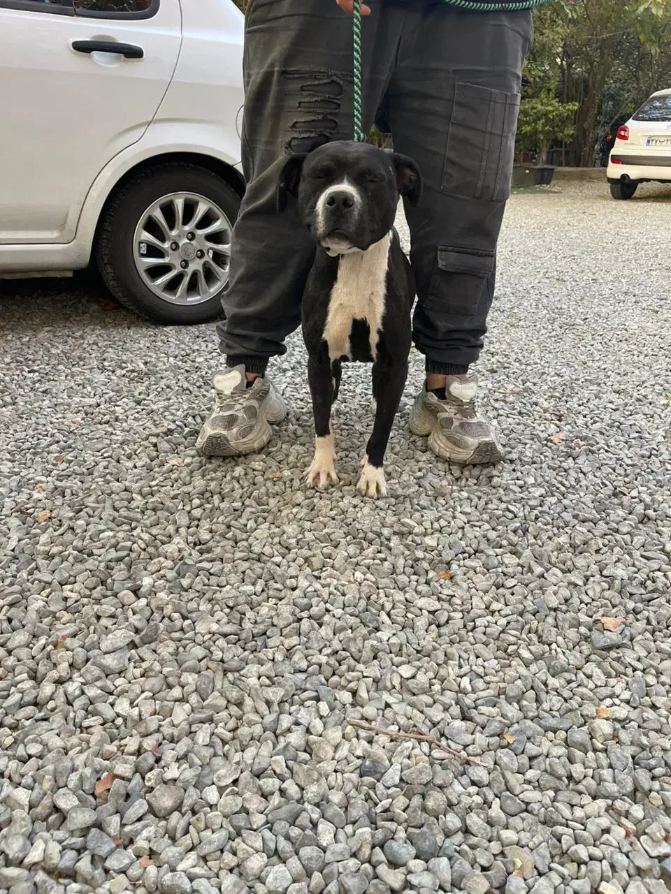 سگ پیتبول ماده|سگ|تهران, شهران شمالی|دیوار