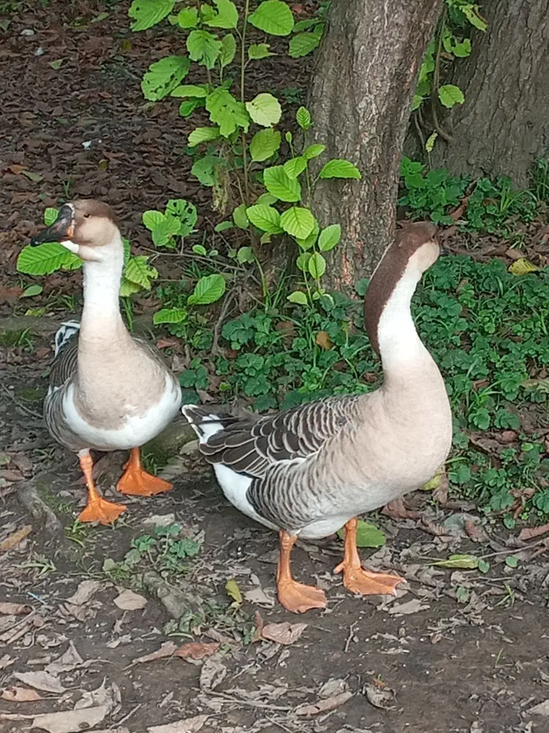 قوغاز آفریقایی|حیوانات مزرعه|رشت, حومه رشت|دیوار