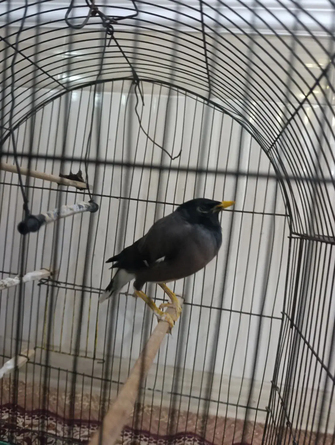 مرغ مینا|پرنده|سوسنگرد, |دیوار