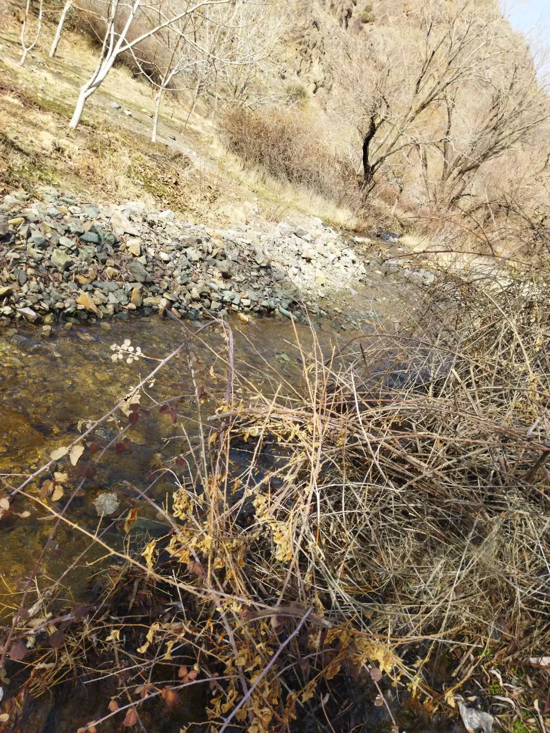 زرشک|خوردنی و آشامیدنی|سده (خراسان جنوبی), |دیوار