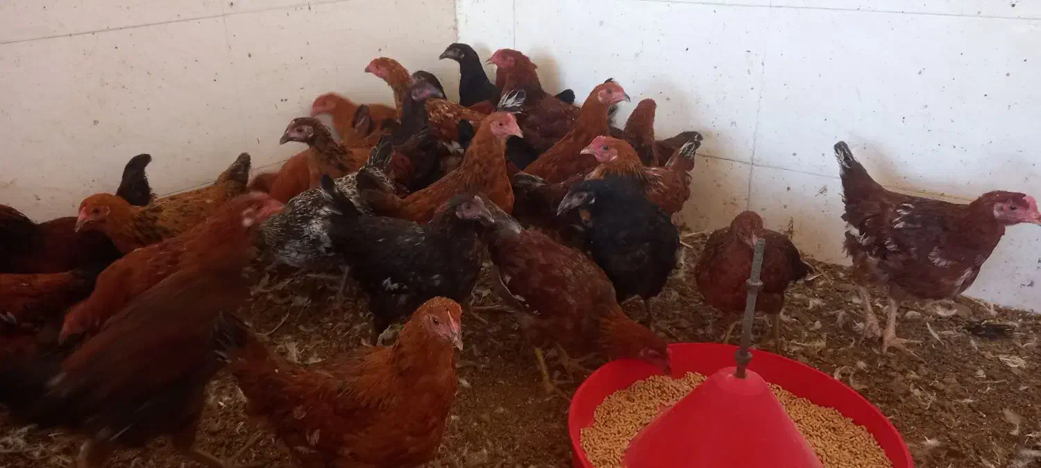 مرغ و خروس نیمچه محلی|حیوانات مزرعه|گالیکش, |دیوار