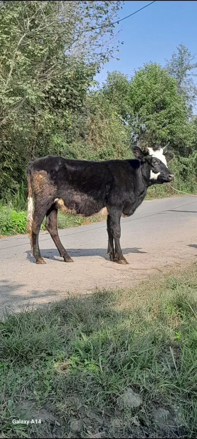 لیشه پا به تخم گوساله نکرده گاو|حیوانات مزرعه|رشت, پل تالشان|دیوار
