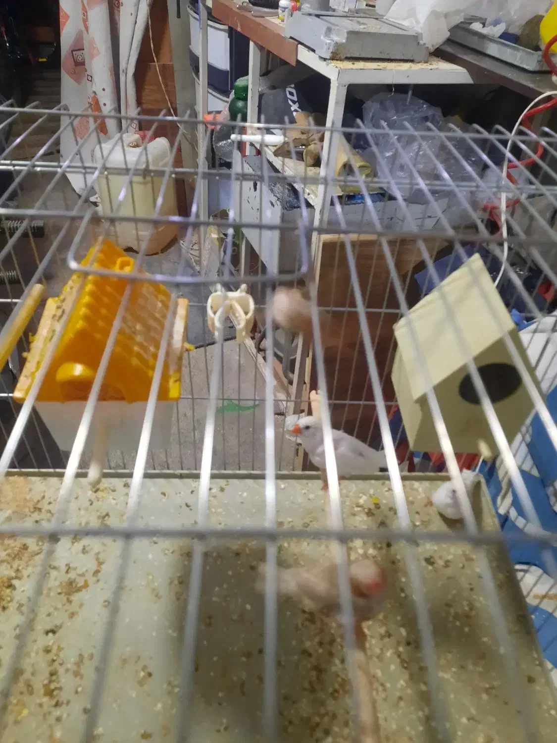 فنج|پرنده|شیراز, فرگاز|دیوار