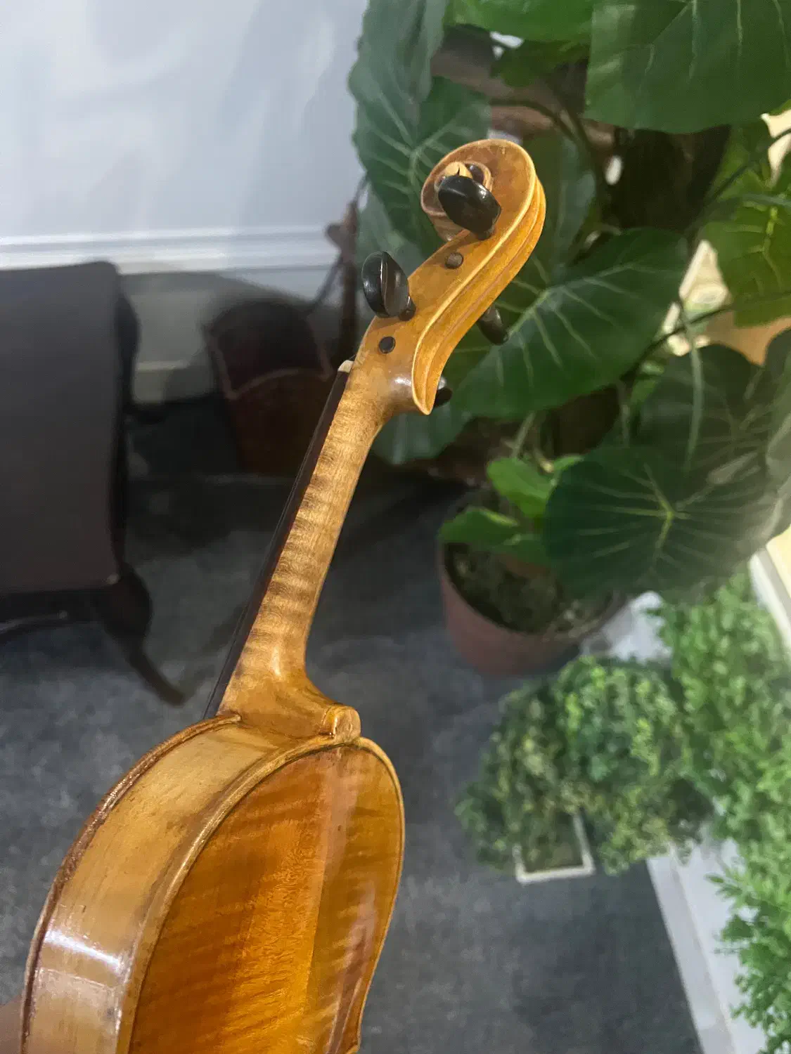 ویلن اروپایی|ویولن|تهران, دکتر هوشیار|دیوار