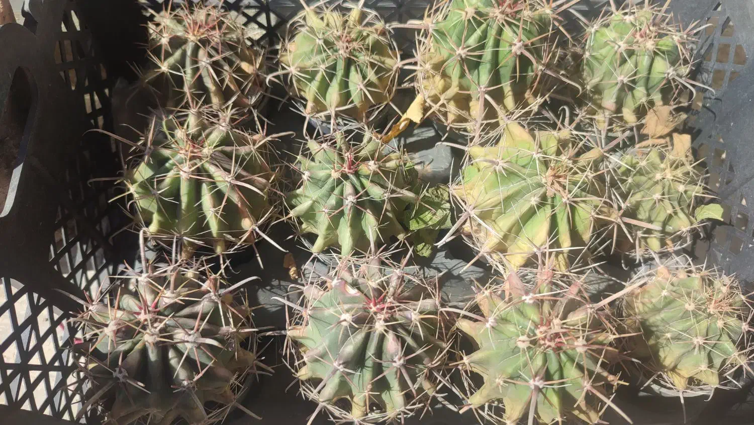 فروش کاکتوس|گل و گیاه طبیعی|مشگین شهر, |دیوار