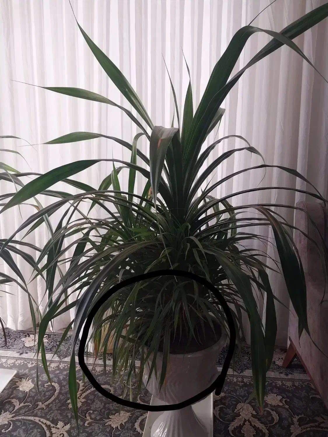 گل طبیعی|گل و گیاه طبیعی|نیشابور, فرح بخش|دیوار