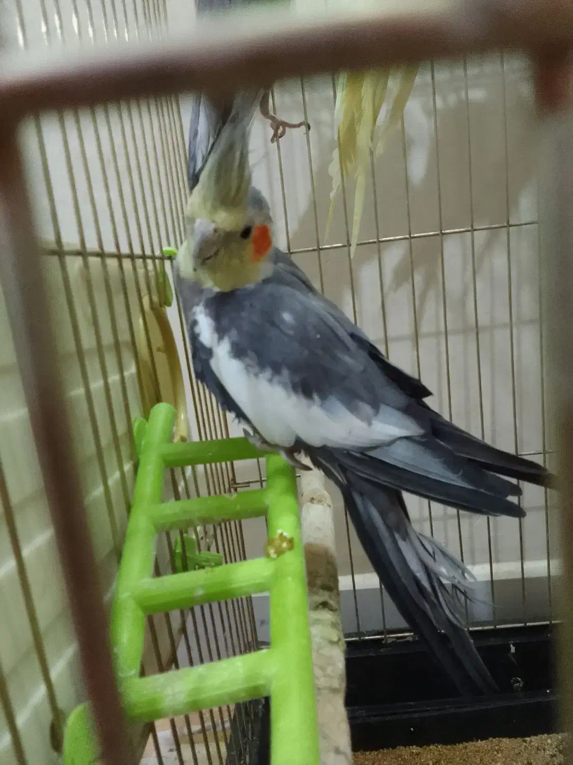 طوطی|پرنده|جلفا, |دیوار