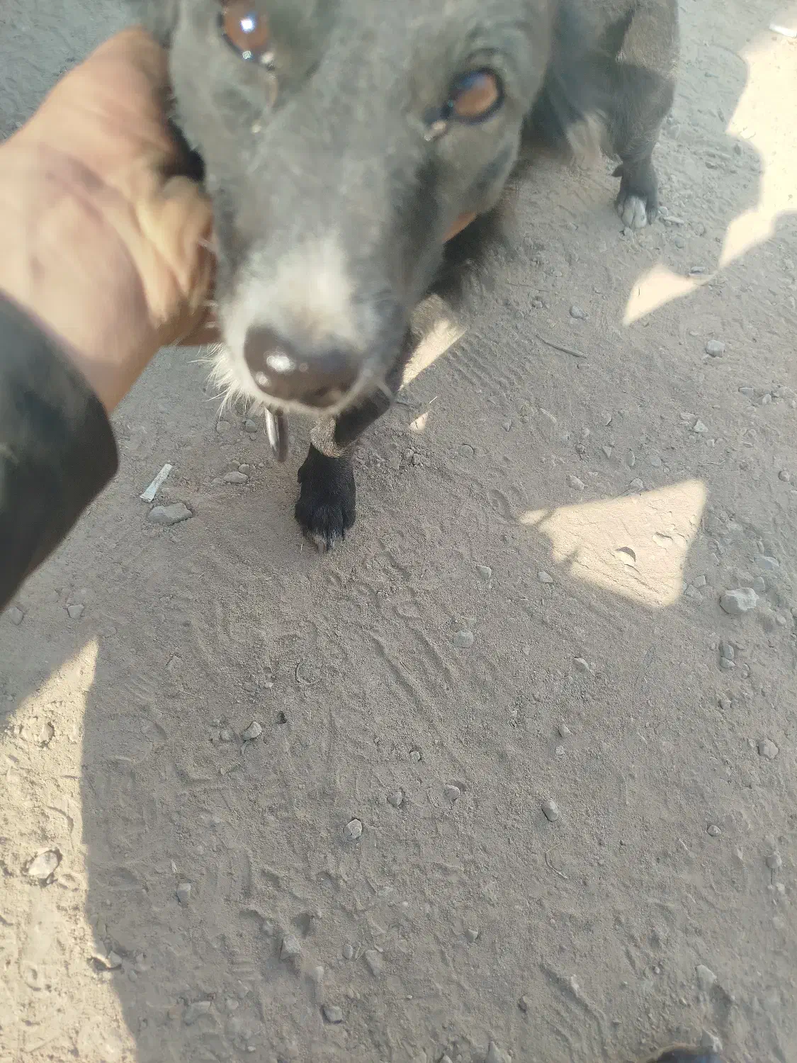 سگ ماده|سگ|مرودشت, کوشک|دیوار