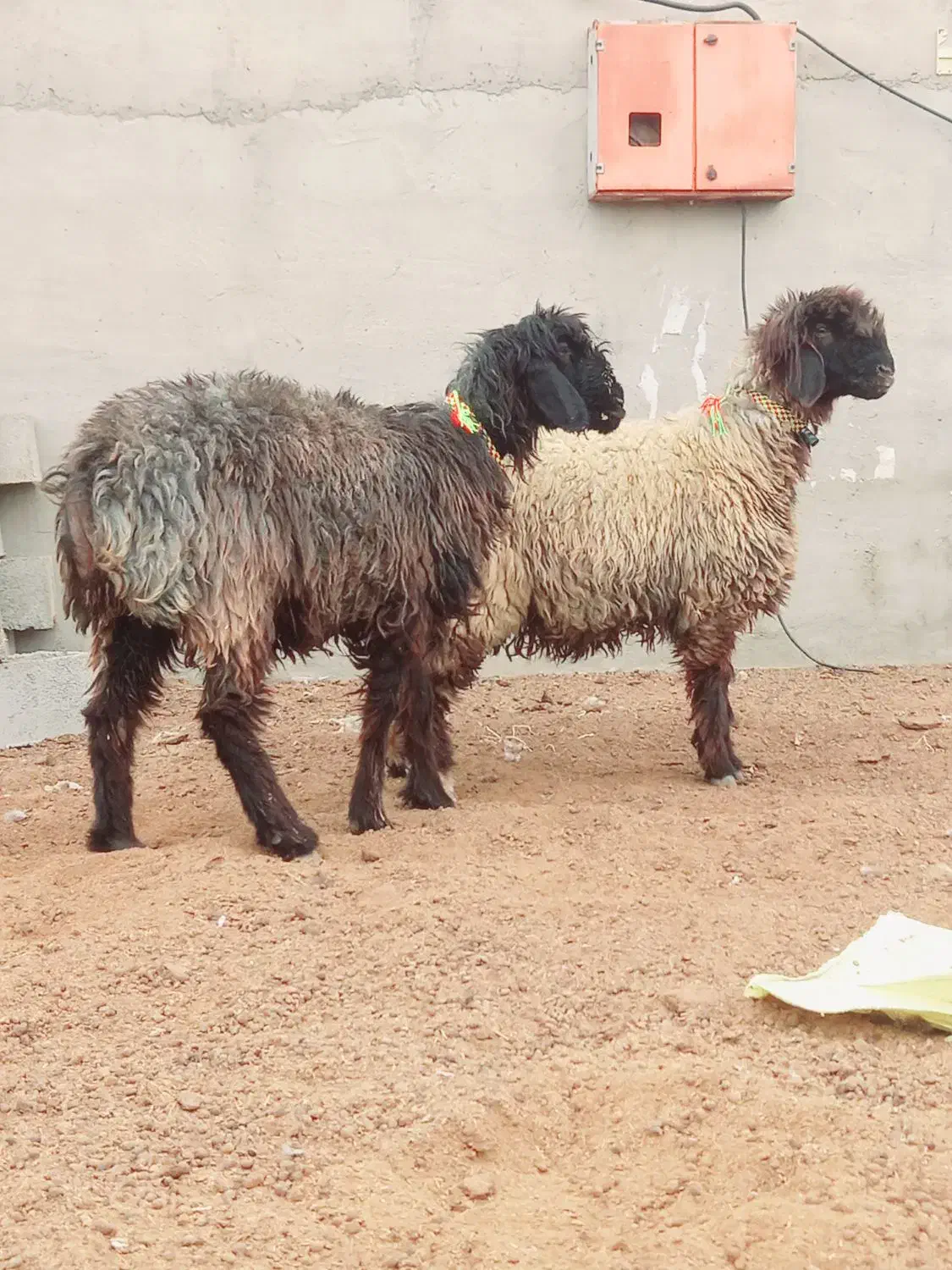 شیشک کله زنگ|حیوانات مزرعه|شوشتر, |دیوار