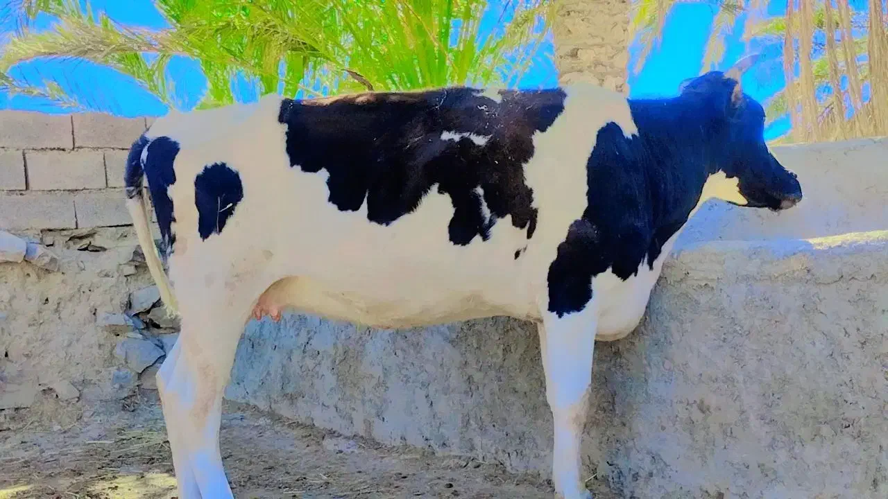 گاو شیری|حیوانات مزرعه|سراوان, |دیوار