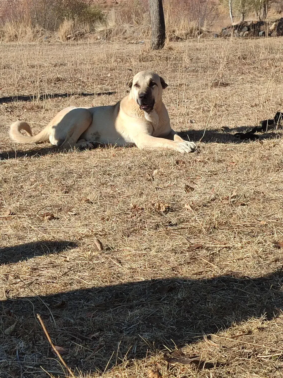 سگ پژدر 15ماهه|سگ|مهربان, |دیوار