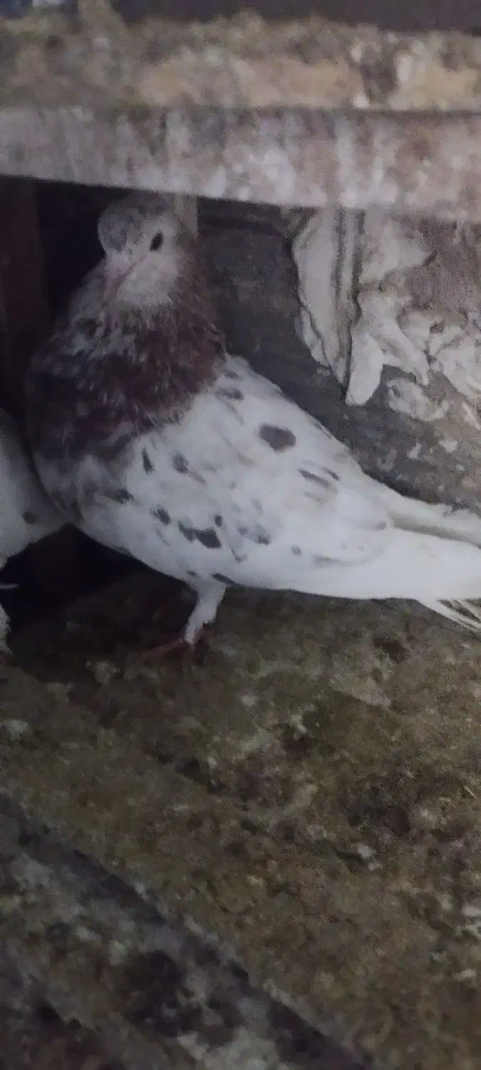 کفتر پرشی|پرنده|قرچک, شهرک الحدید|دیوار