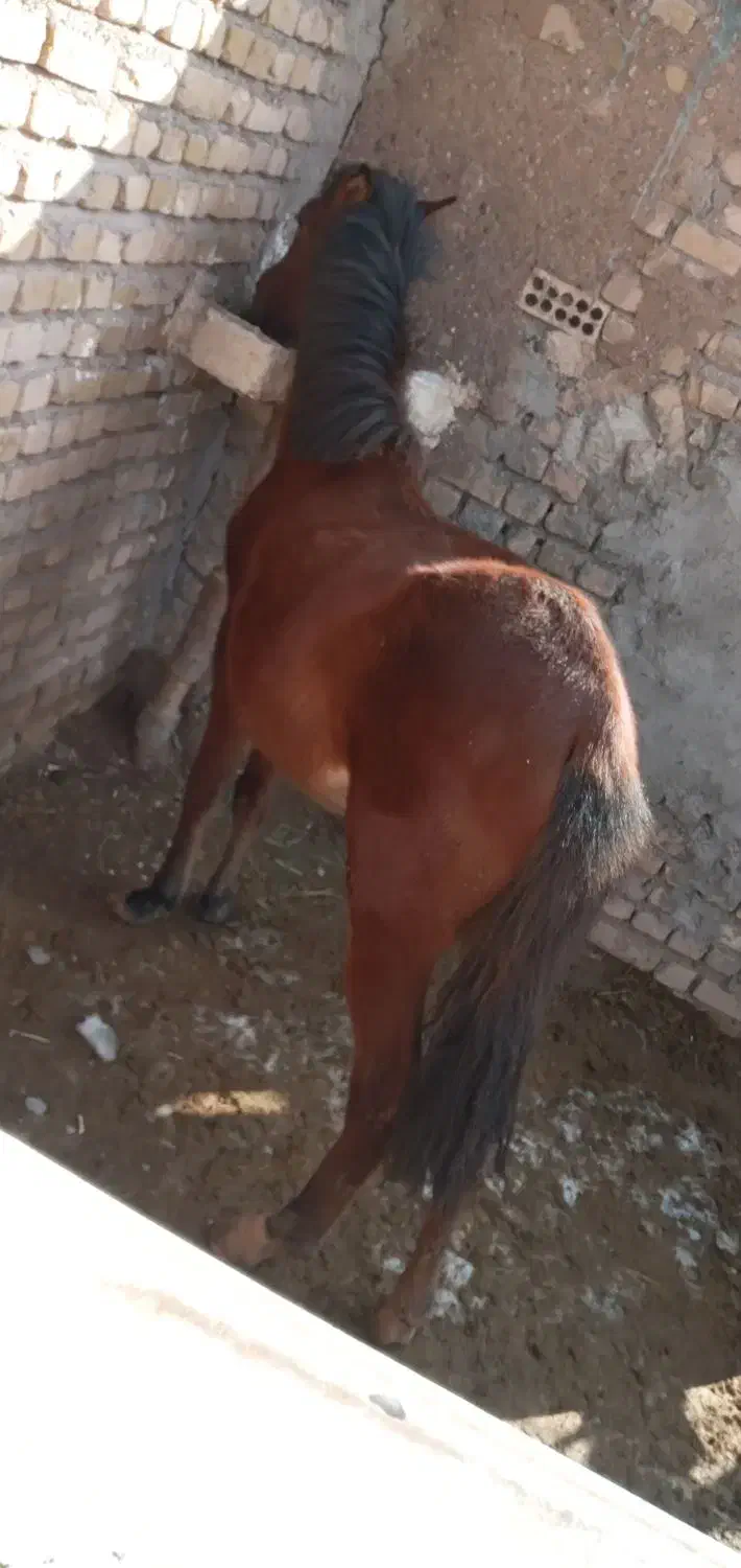 کره اسب|اسب و تجهیزات اسبسواری|تاکستان, |دیوار