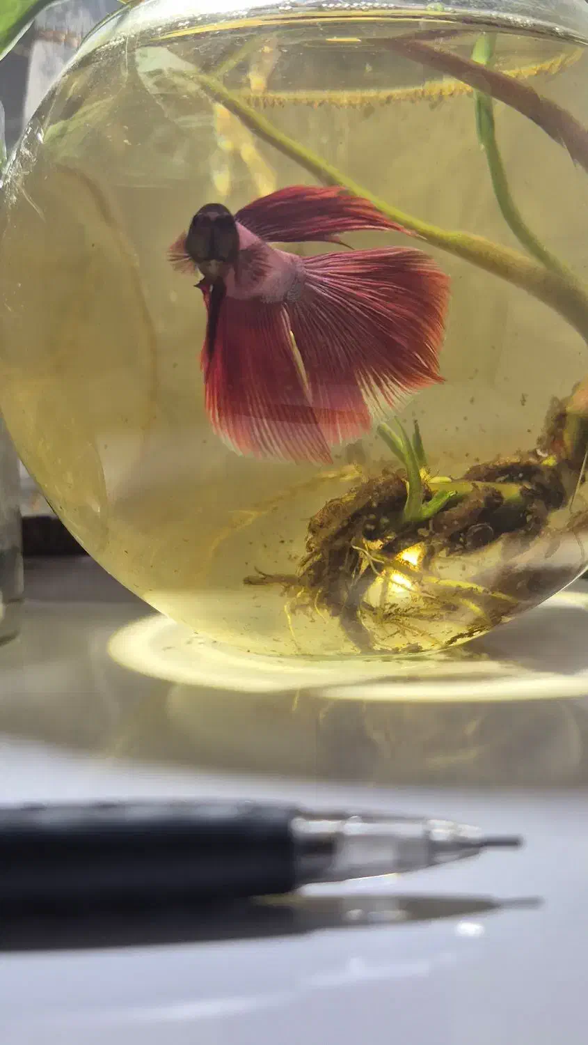 ماهی فایتر هافمون|ماهی|تبریز, |دیوار