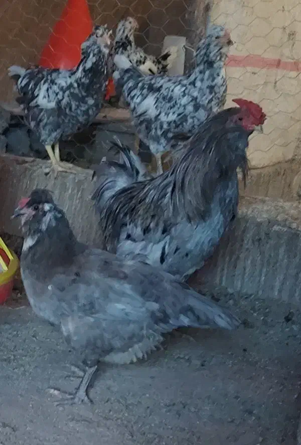 تخم مرغ نطفه دار نژاد گلین|حیوانات مزرعه|رفسنجان, |دیوار