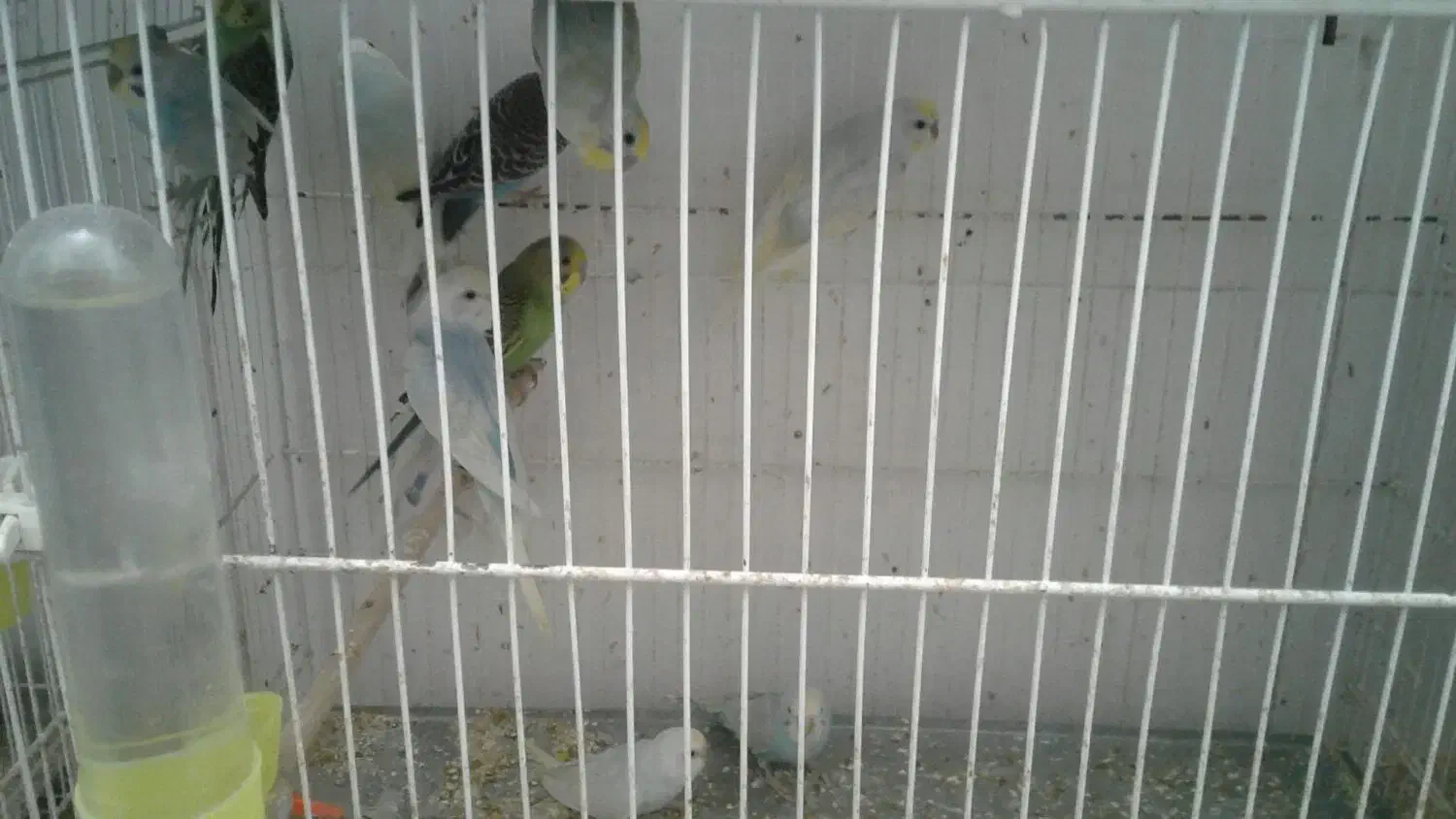 مرغ عشق|پرنده|بیرجند, |دیوار