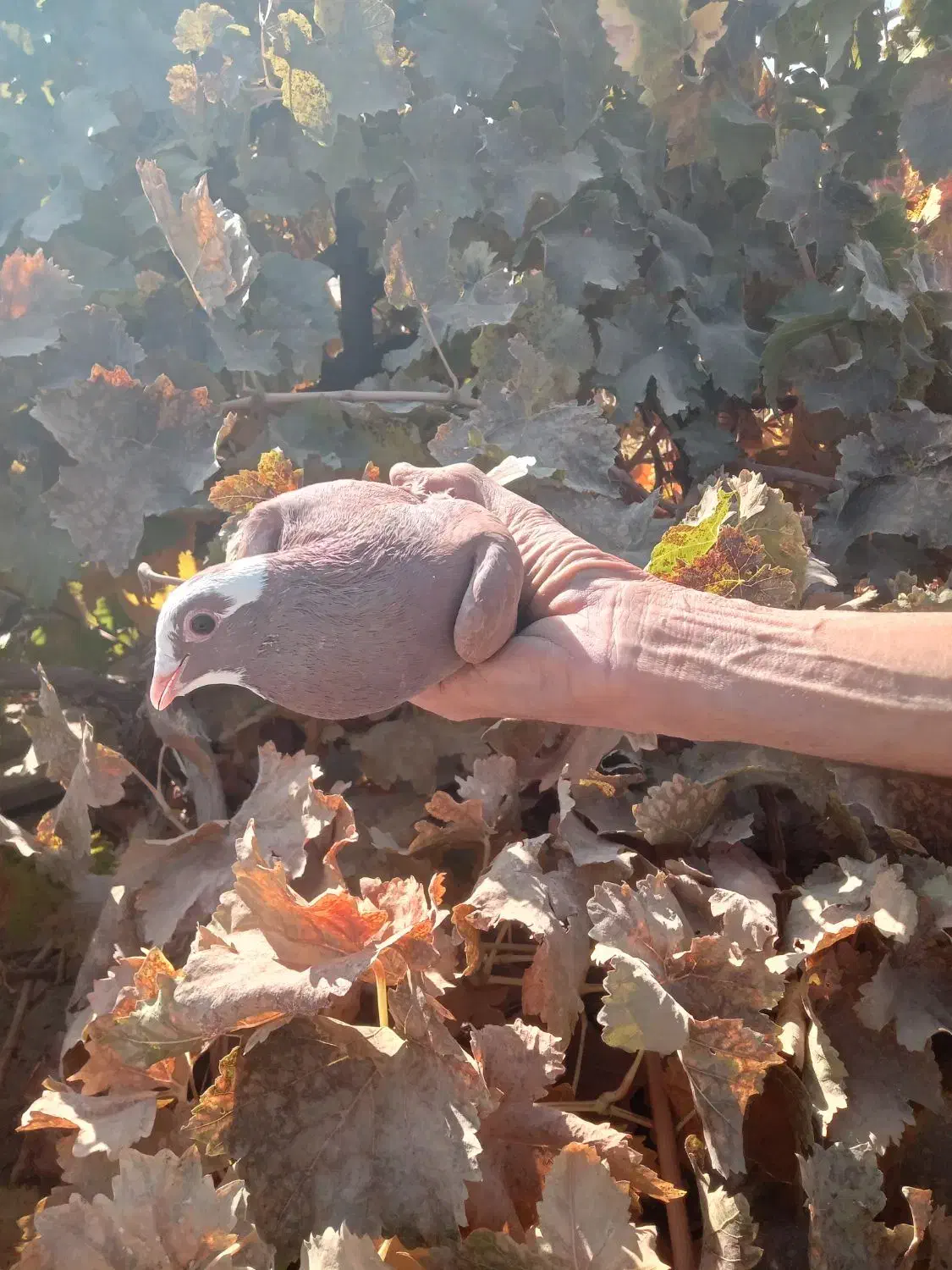 کفتر گلباف تاکرمان میارم براتون|پرنده|گلباف, |دیوار