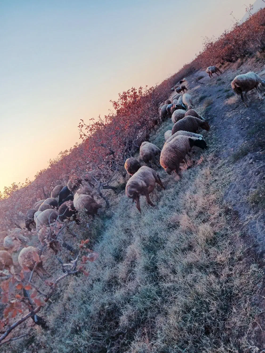 بره|حیوانات مزرعه|رفسنجان, |دیوار