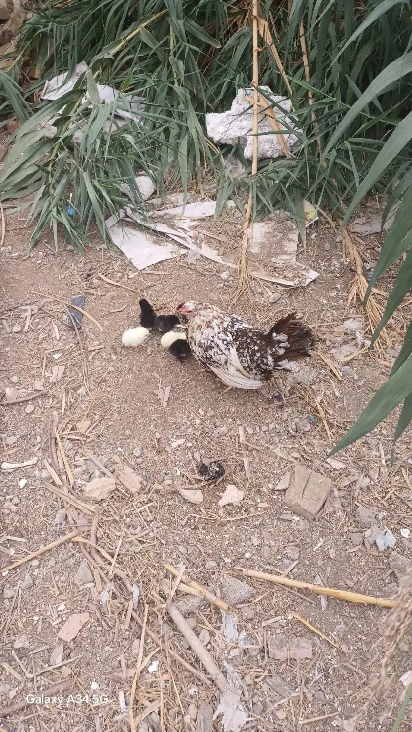 مرغ چهل تاژبا ۷ جوجهج|حیوانات مزرعه|جلین, |دیوار