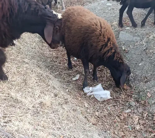 فروش ۵ راس گوسفند بره نر و یک راس قوچ|حیوانات مزرعه|هشتگرد, تهران دشت|دیوار