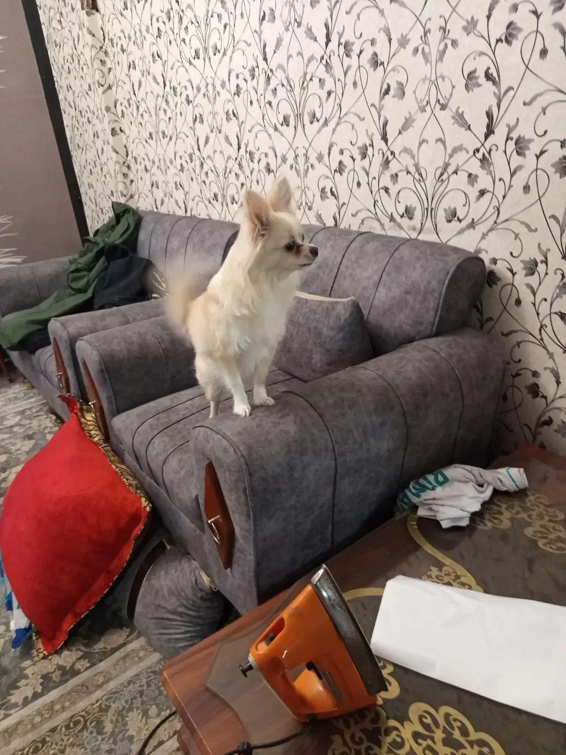 پامرین روباهی|سگ|فردیس, فردیس|دیوار