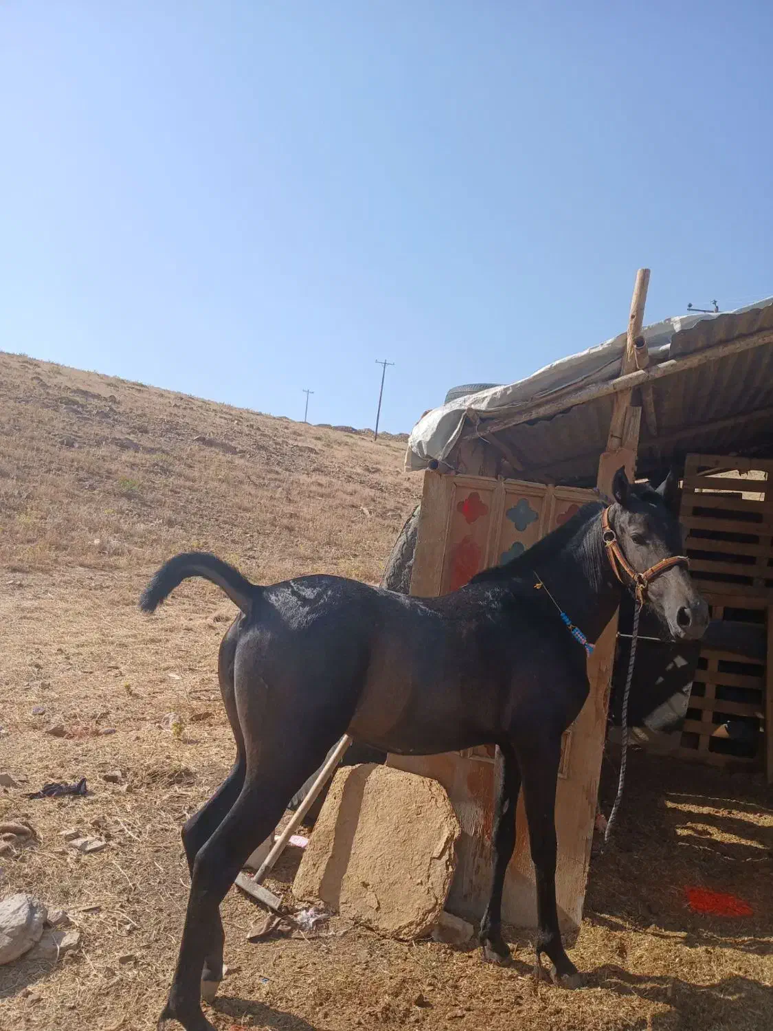 کره اسب و مادیان|اسب و تجهیزات اسبسواری|کرمانشاه, |دیوار