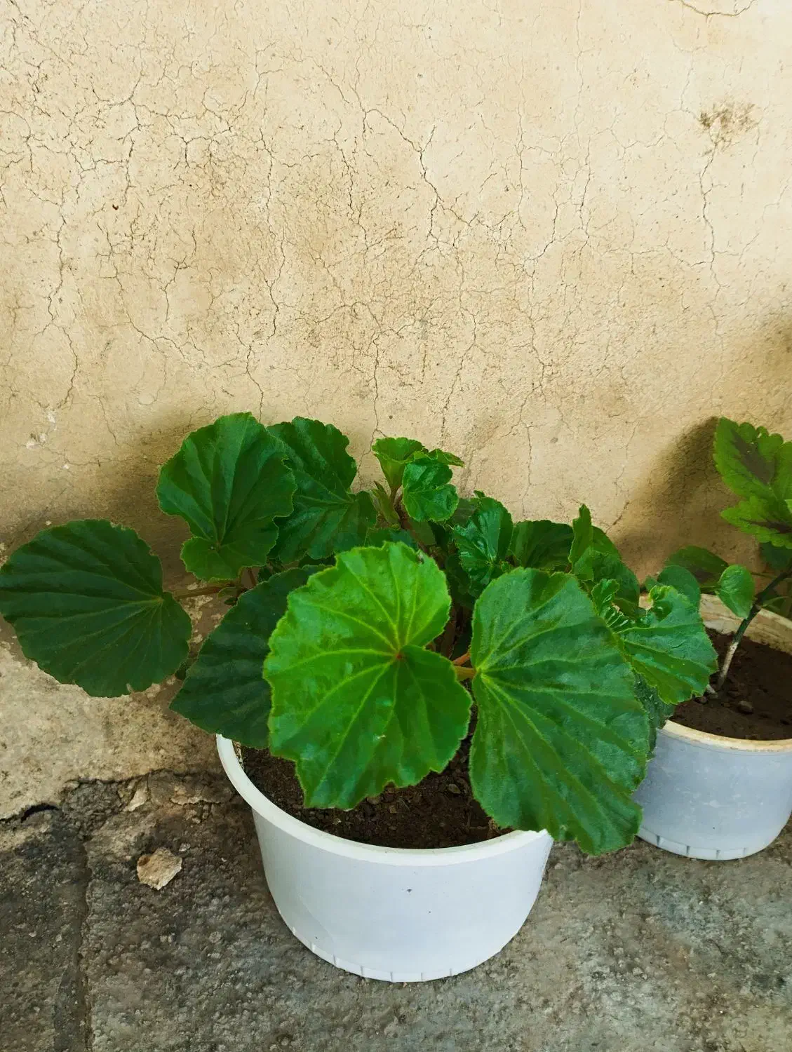 حسن یوسف ..عروس..قاشقی|گل و گیاه طبیعی|ایذه, |دیوار