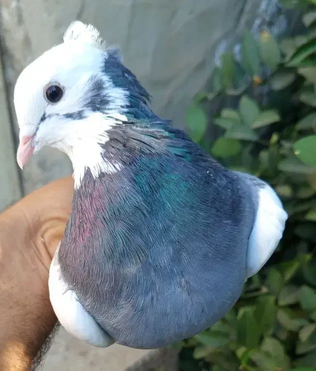 طوق سبز نر|پرنده|شیراز, محمدیه|دیوار