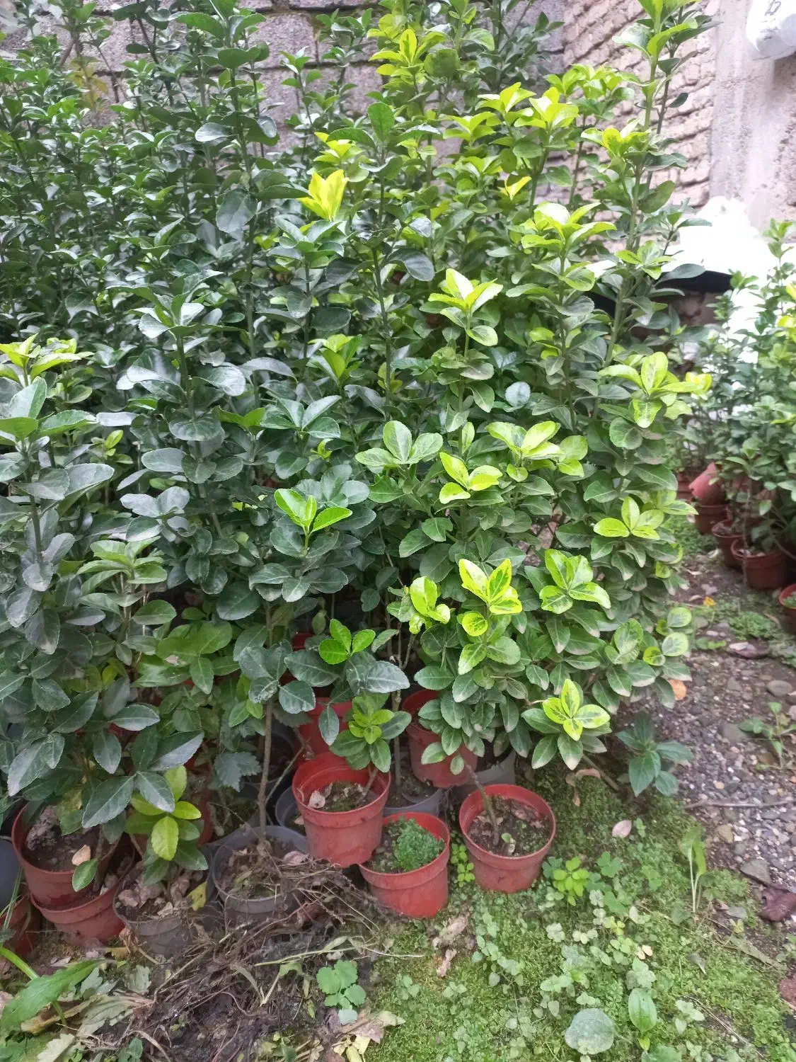 فروش شمشاد|گل و گیاه طبیعی|کومله, |دیوار