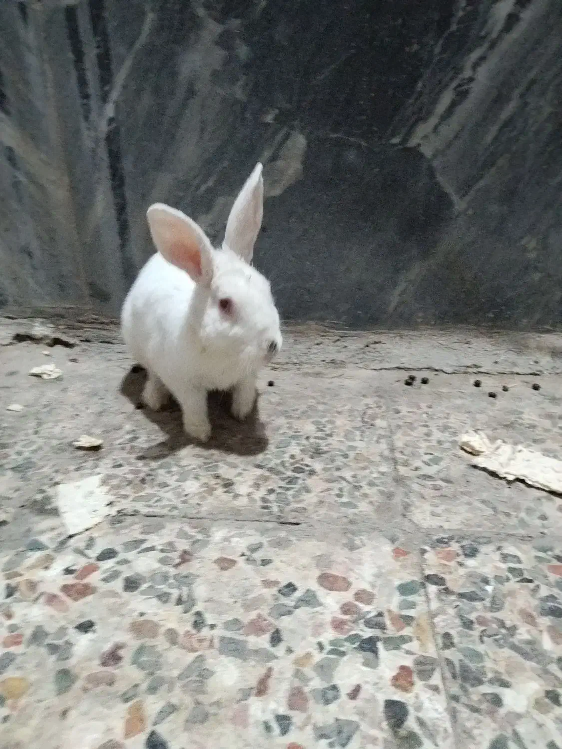 خرگوش|موش و خرگوش|خرم‌آباد, |دیوار