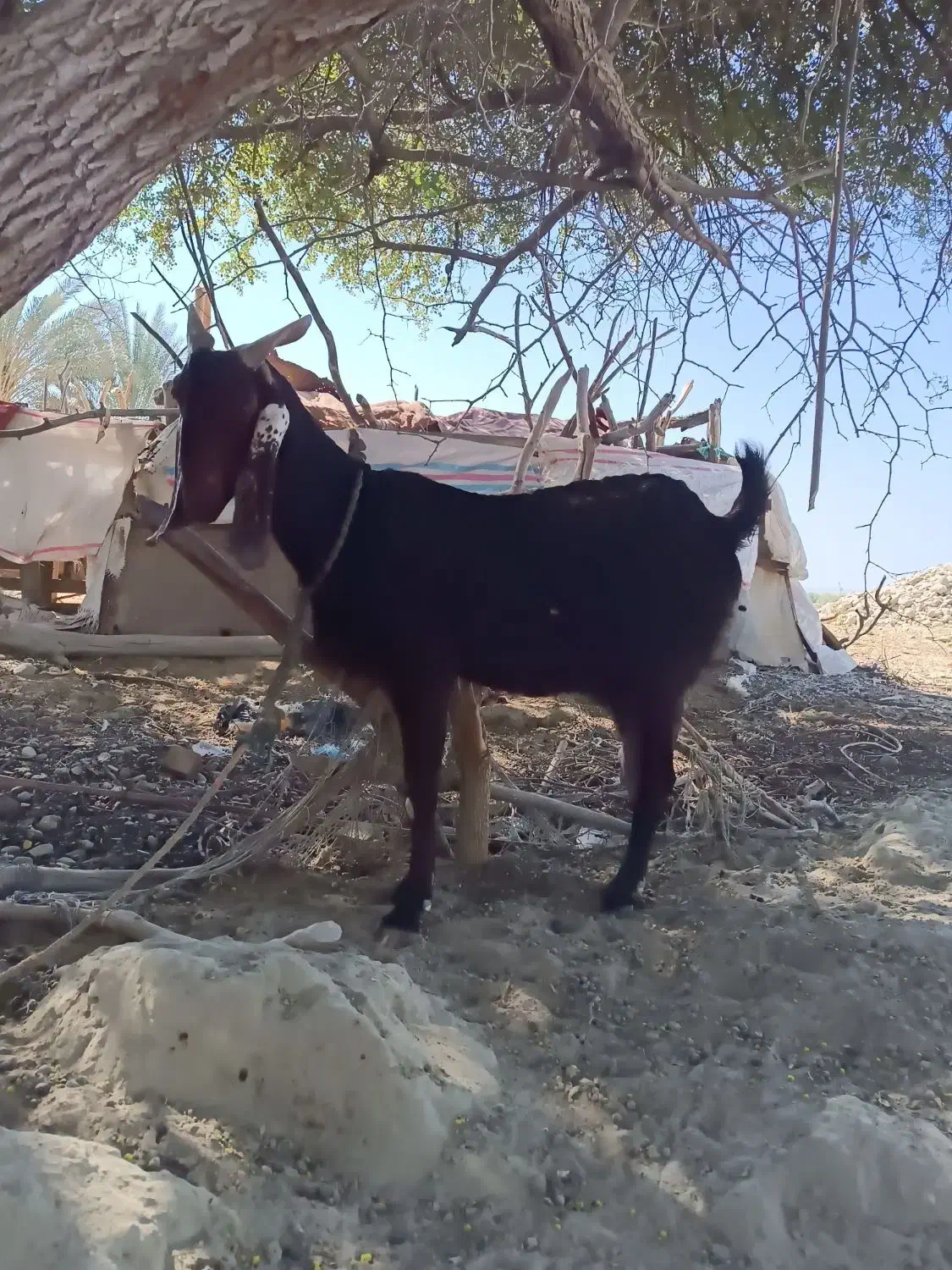 فروش بز ماده 13000000|حیوانات مزرعه|دشتیاری, |دیوار