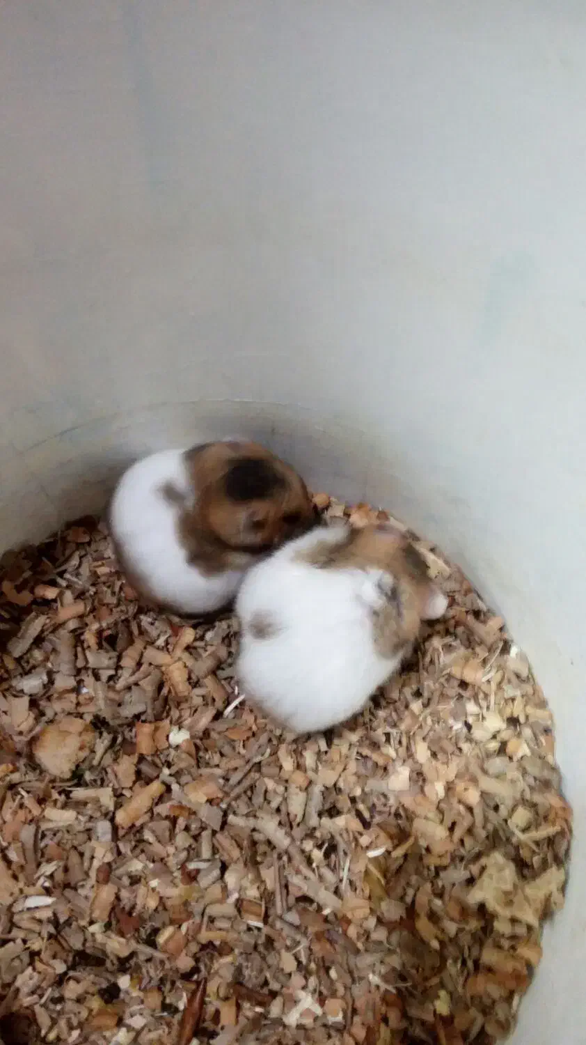 موش همسترنر ماده|موش و خرگوش|کرمان, |دیوار