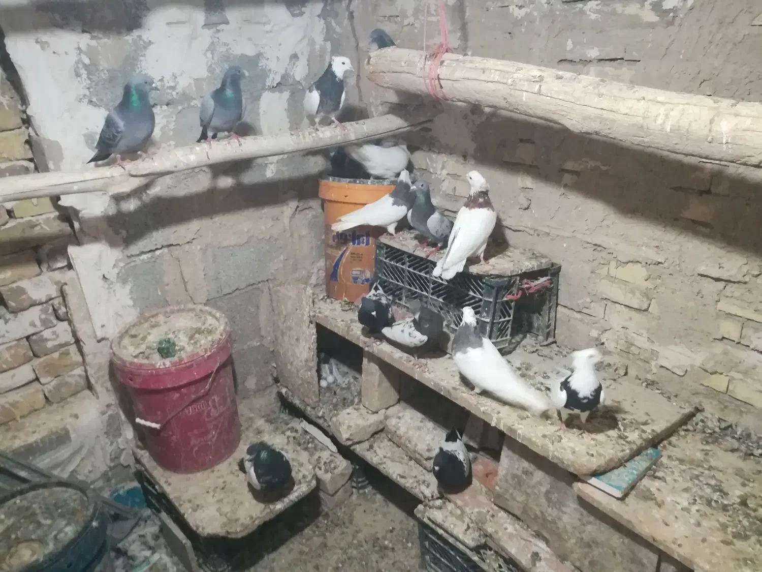 کبوتر پلاکی وطوقی وسینه ای15عدد|پرنده|فامنین, |دیوار