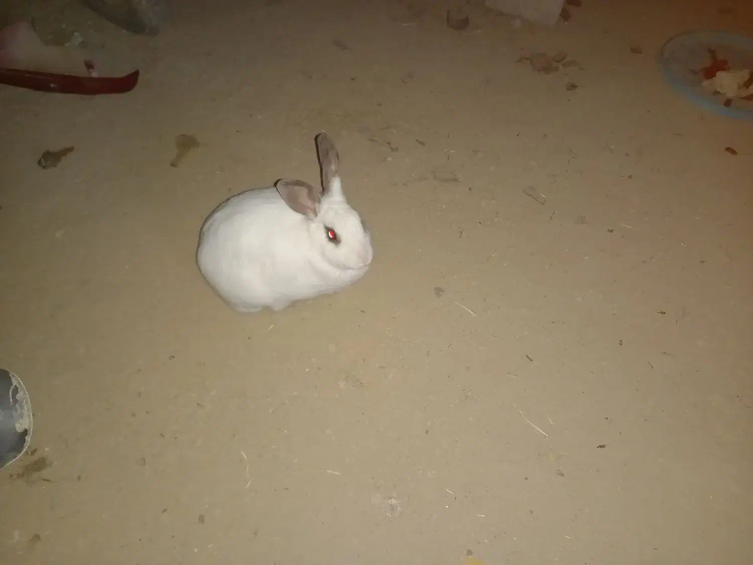 خرگوش|موش و خرگوش|نورآباد, |دیوار