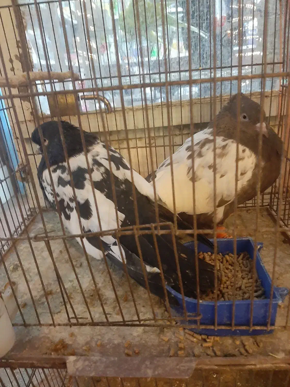 فروش یه جفت کفتر|پرنده|نطنز, |دیوار