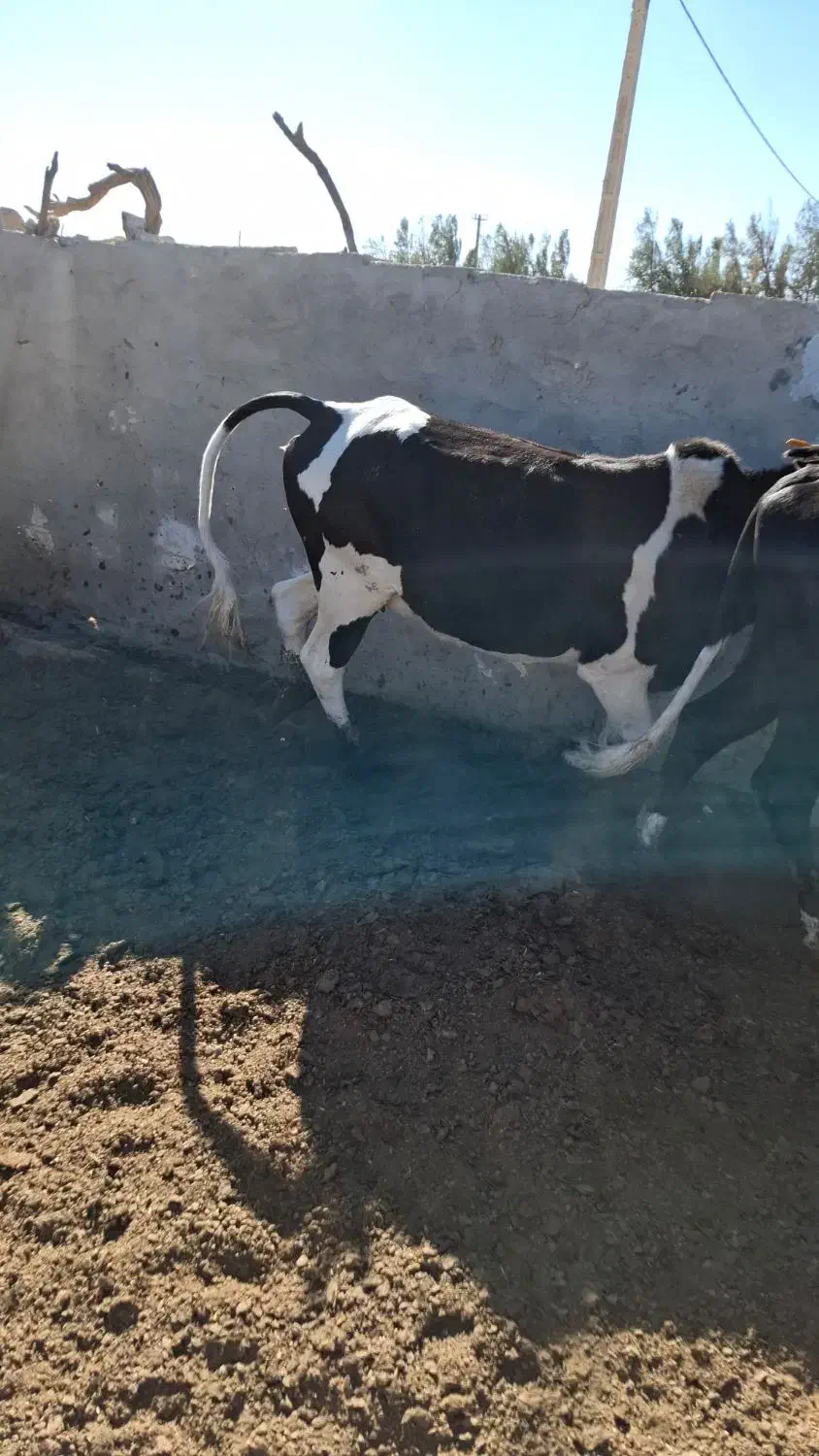 فروش تعداد گوساله وگستر|حیوانات مزرعه|هیرمند, |دیوار