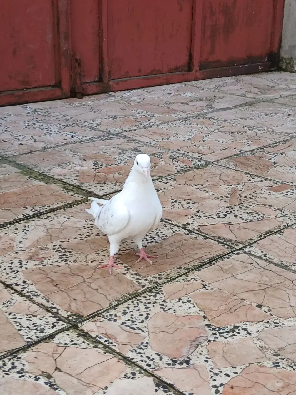 کبوتر|پرنده|خمام, |دیوار