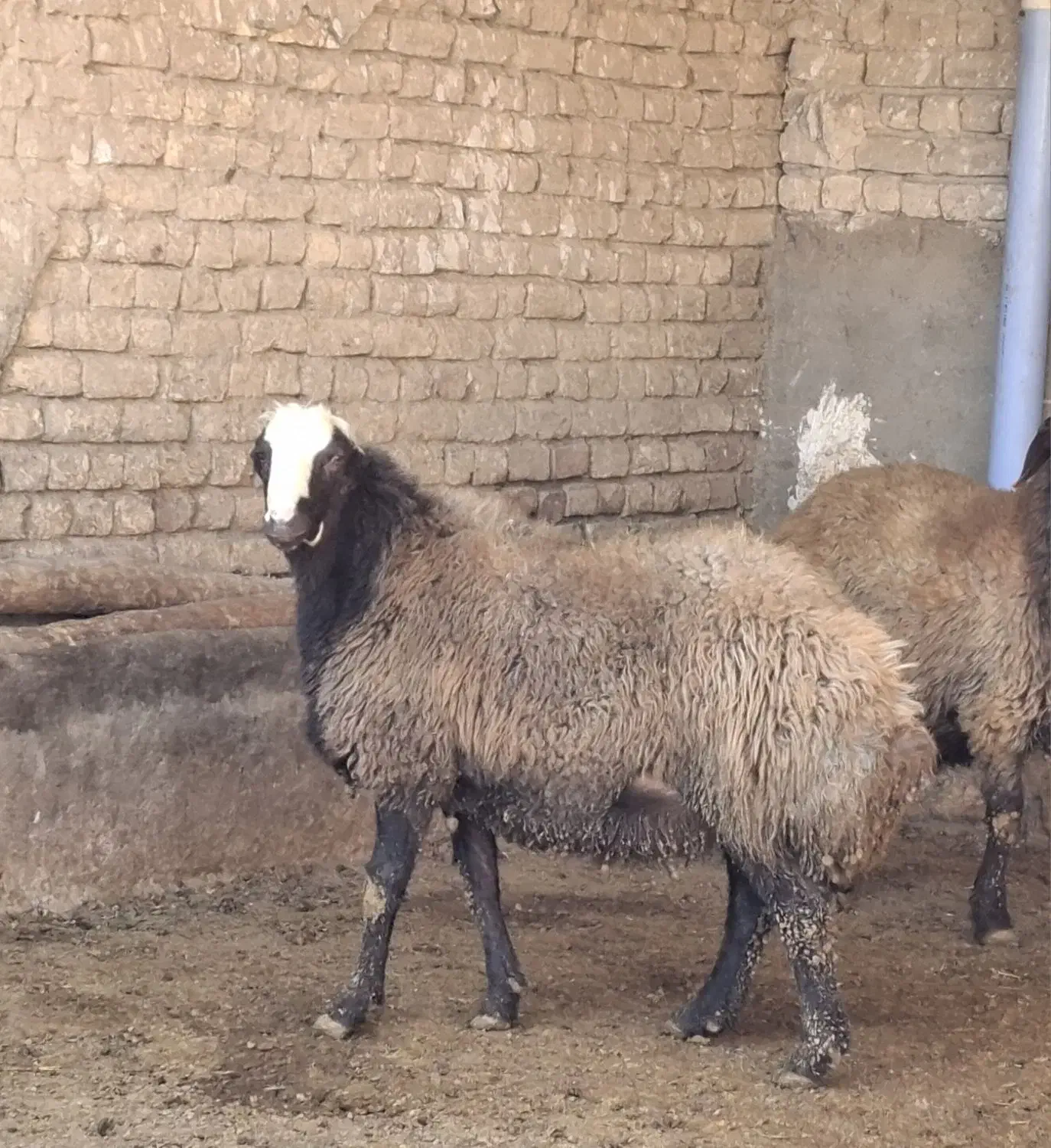 قوچ شیشک|حیوانات مزرعه|فامنین, |دیوار