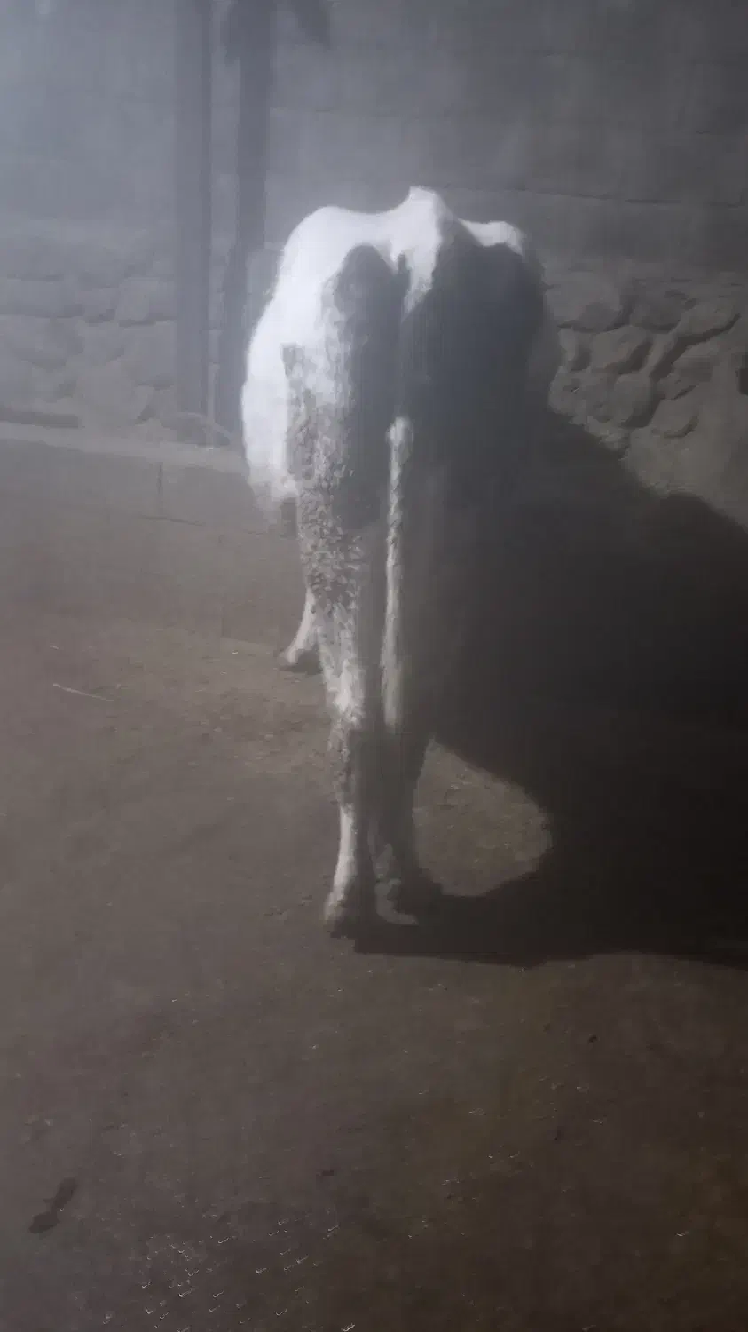 گاو نخری|حیوانات مزرعه|گندمان, |دیوار