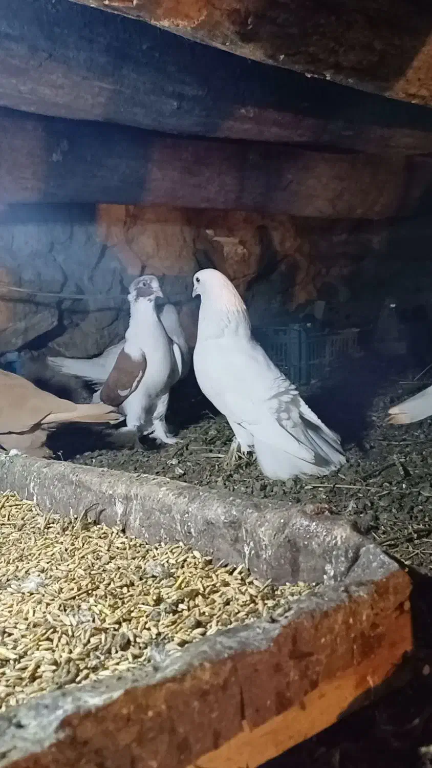 فقط تماس|پرنده|اهر, |دیوار