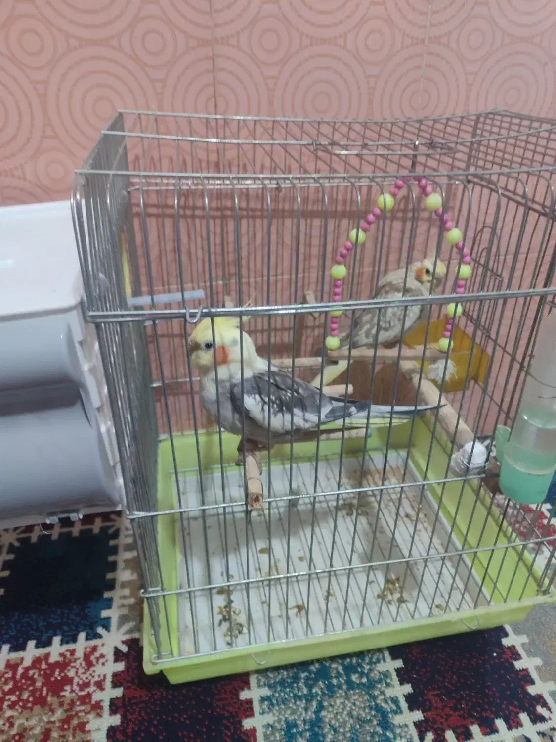 عروس هلندی|پرنده|خرم‌آباد, |دیوار