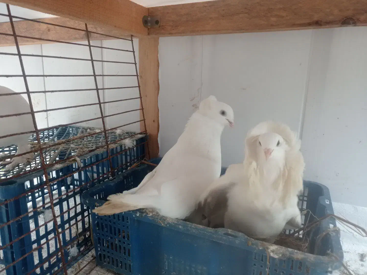 کبوتر جفت|پرنده|رودسر, |دیوار