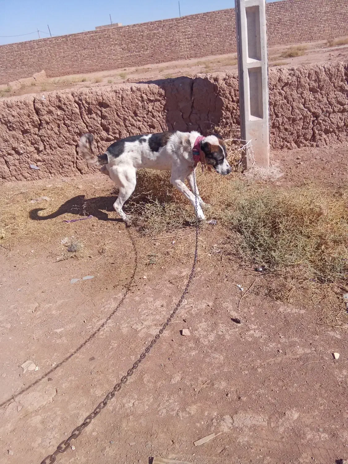 حیون ج گوسفندی دهن پاک|سگ|تربت جام, فاز ۱ فرهنگیان|دیوار