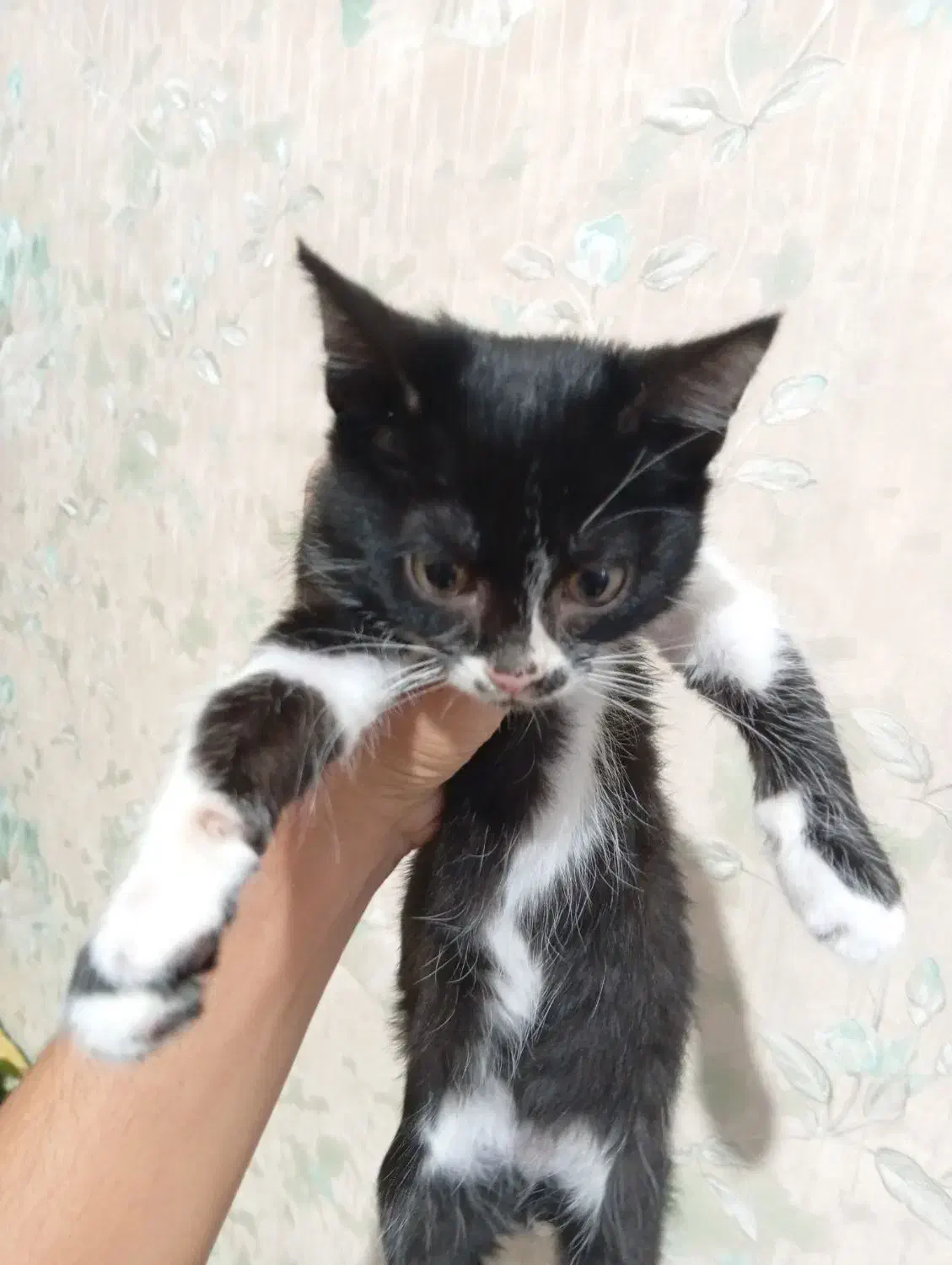 واگذاری گربه|گربه|شیراز, سرو|دیوار