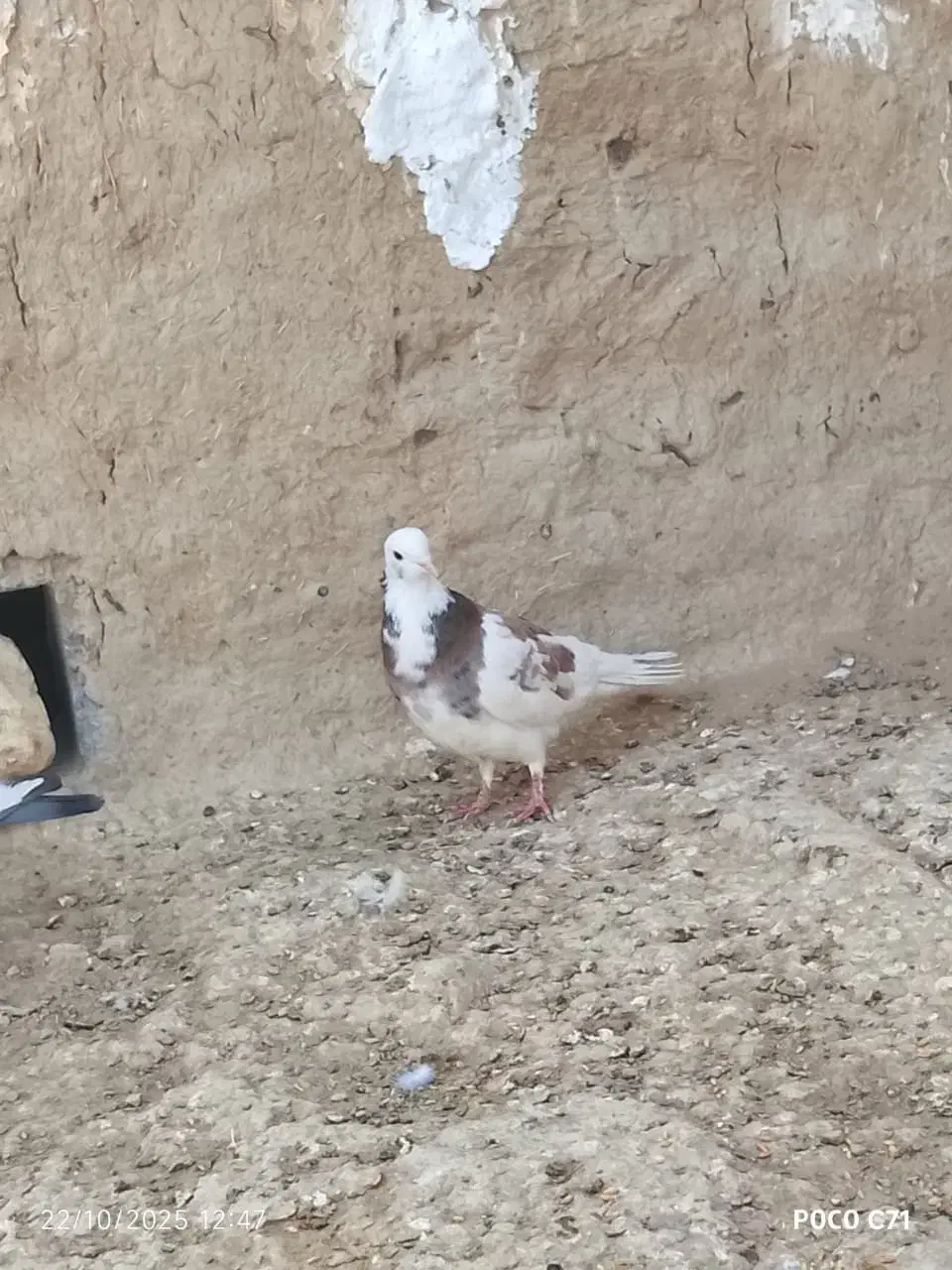 طوقی گرفتنی|پرنده|هیرمند, |دیوار