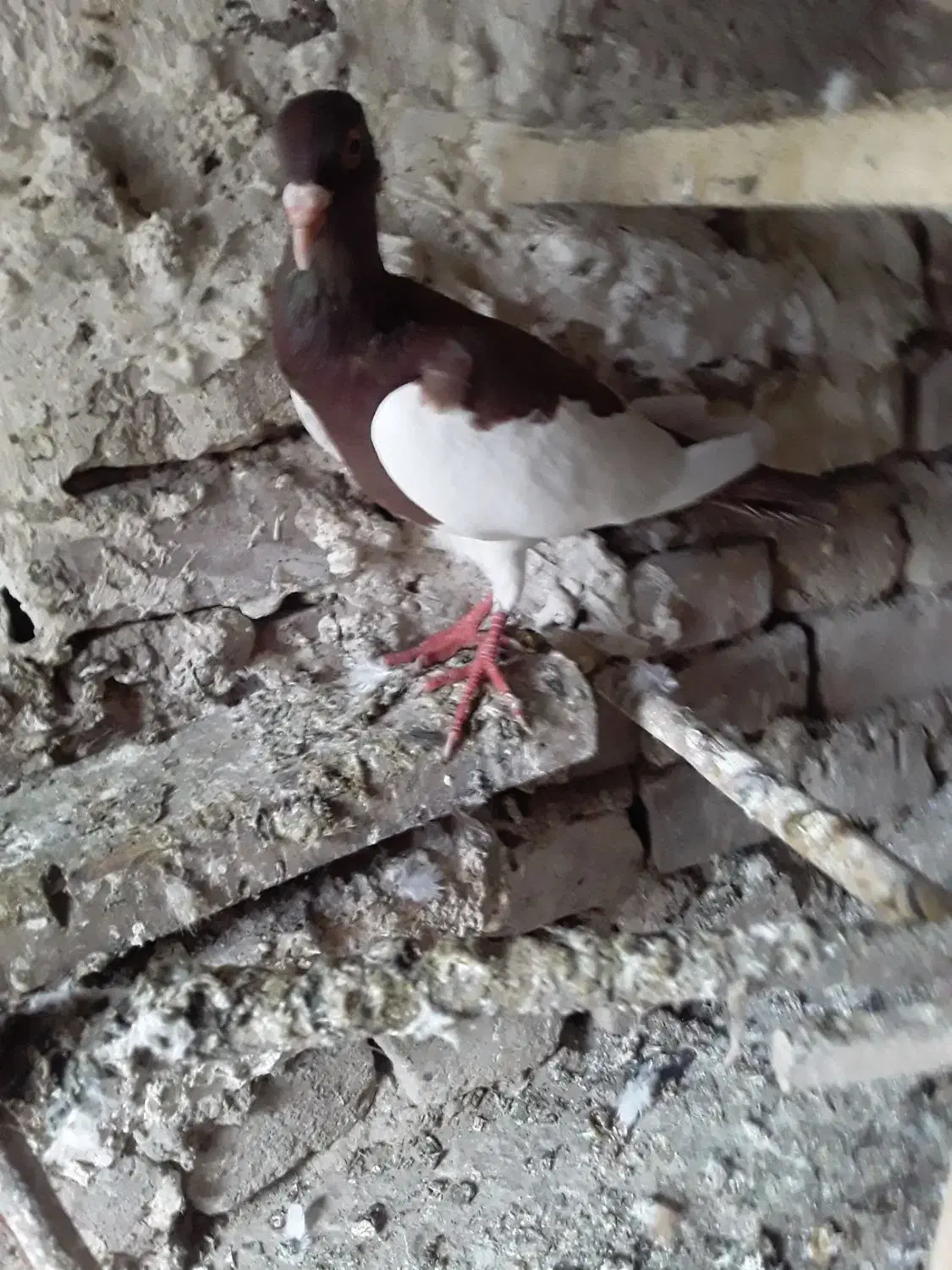 کفتریهودی نرسرخ وسار|پرنده|صادق آباد, |دیوار