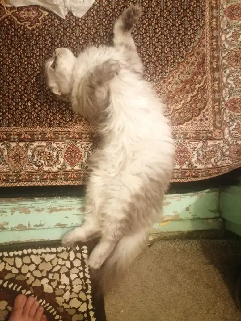 گربه اسکاتیش ۱/۵ ساله|گربه|ارومیه, |دیوار